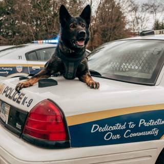 Police K-9 unit wallpaper