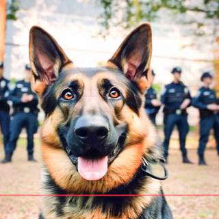 Police K-9 unit wallpaper