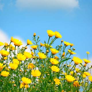 Wildflower stems wallpaper