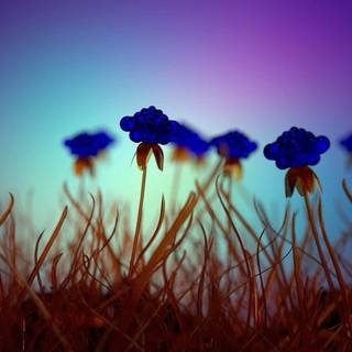 Wildflower stems wallpaper