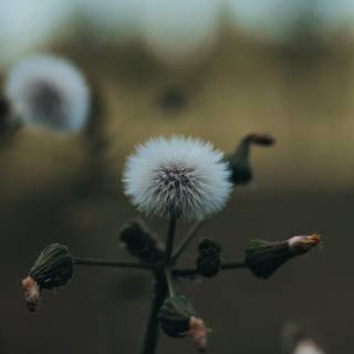 Wildflower stems wallpaper