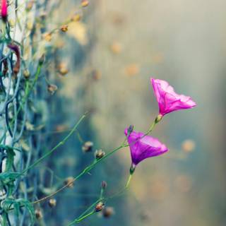Wildflower stems wallpaper