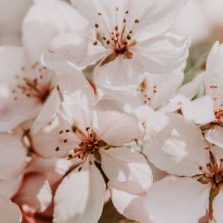Japanese spring Android wallpaper
