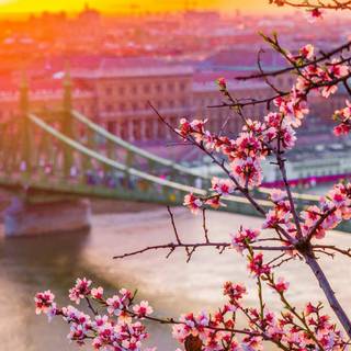 HD mobile spring wallpaper