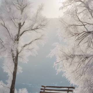 Winter aeshetic iPhone wallpaper