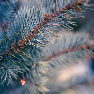 Winter aeshetic iPhone wallpaper