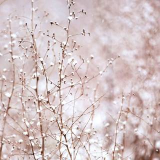 Winter aeshetic iPhone wallpaper
