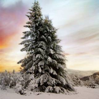 Winter aeshetic iPhone wallpaper