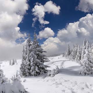 Winter day desktop wallpaper