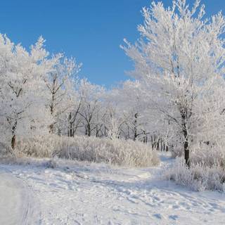 Winter day desktop wallpaper