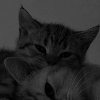 Two cats together wallpaper