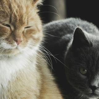 Two cats together wallpaper