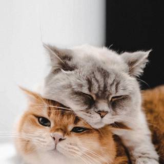 Two cats together wallpaper