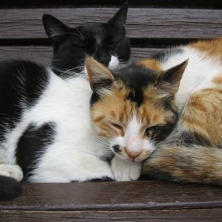 Two cats together wallpaper