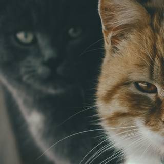 Two cats together wallpaper
