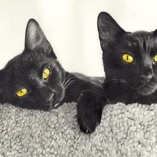 Two cats together wallpaper