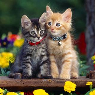 Two cats together wallpaper