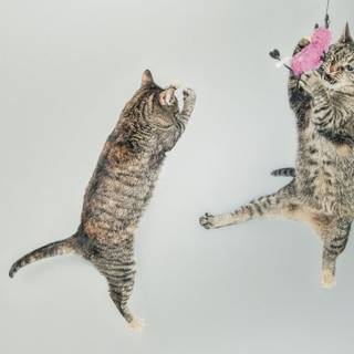 Two cats together wallpaper