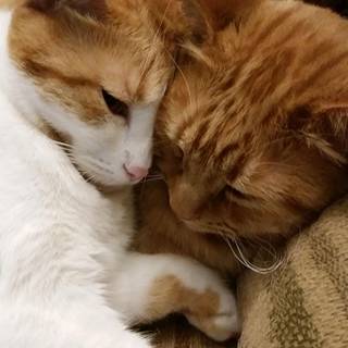 Two cats together wallpaper