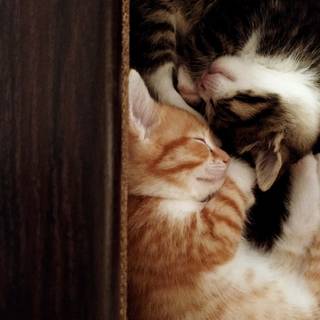 Two cats together wallpaper