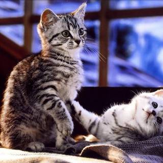 Two cats together wallpaper