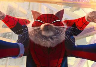 Spider-Man cat wallpaper