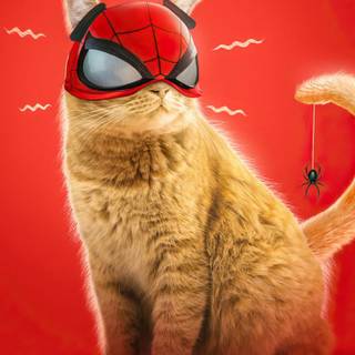 Spider-Man cat wallpaper