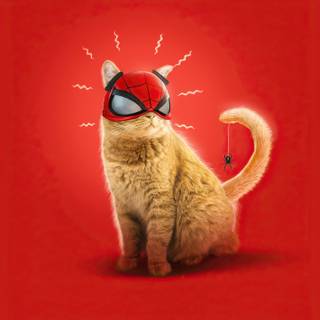 Spider-Man cat wallpaper