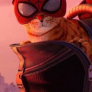 Spider-Man cat wallpaper