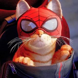 Spider-Man cat wallpaper