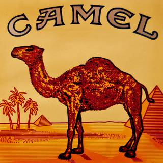 Camel cigarettes wallpaper