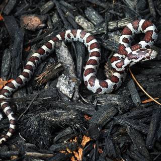 Milk snake wallpaper