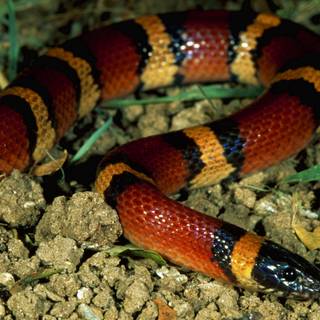 Milk snake wallpaper
