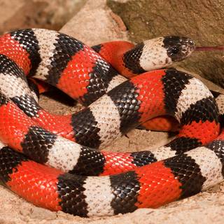 Milk snake wallpaper