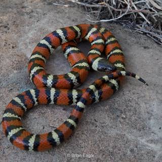 Milk snake wallpaper