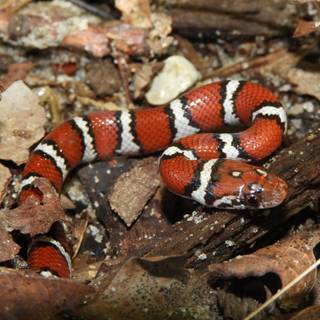 Milk snake wallpaper