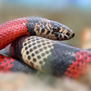 Milk snake wallpaper