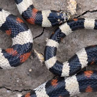 Milk snake wallpaper