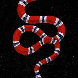 Milk snake wallpaper