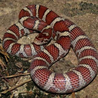 Milk snake wallpaper