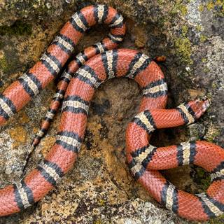 Milk snake wallpaper