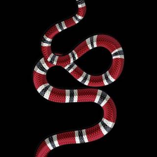 Milk snake wallpaper
