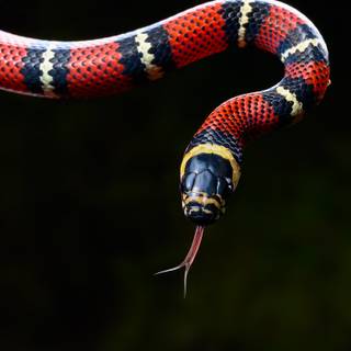 Milk snake wallpaper