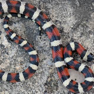 Milk snake wallpaper