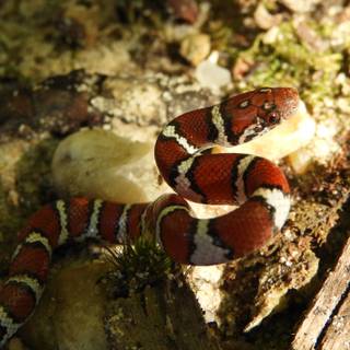 Milk snake wallpaper