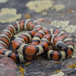 Milk snake wallpaper