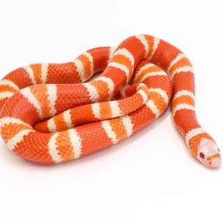Milk snake wallpaper