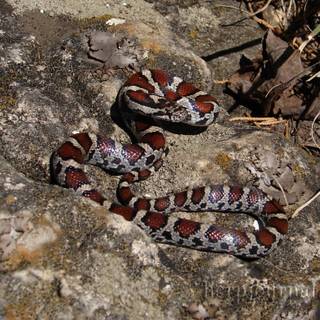 Milk snake wallpaper