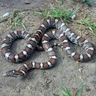 Milk snake wallpaper