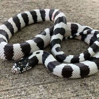 Milk snake wallpaper